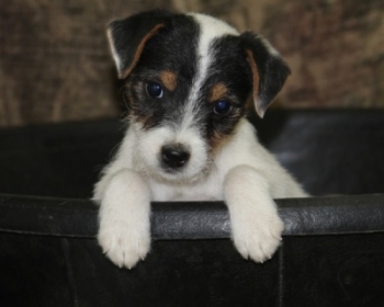 Jack Russell Puppy Pictures 1080 Jody female 2      Broken Coat