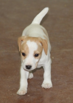Jack Russell Puppy Pictures 1081 Betsy male 2