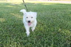 Meet Our Jack Russell Terriers 8