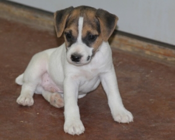 Jack Russell Puppy Pictures 1082 Betsy male 1       DOB 2/25/2014