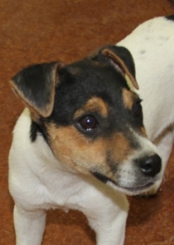 Jack Russell Puppy Pictures 1083 Bailey male