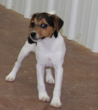 Jack Russell Puppy Pictures 1084 Judy male    Smooth Coat