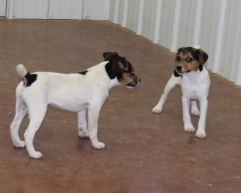 Jack Russell Puppy Pictures 1085 Bonnie & Judy male