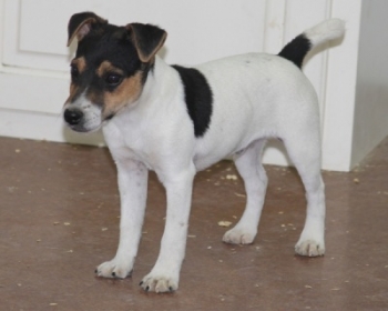 Jack Russell Puppy Pictures 1086 Bailey male    Smooth Coat