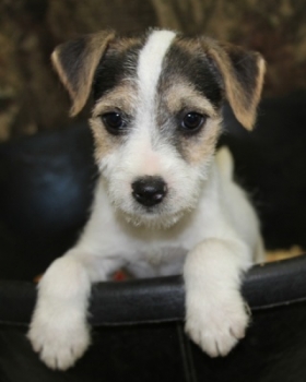Jack Russell Puppy Pictures 1087 Sassy female.JPG