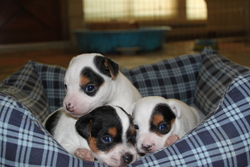 Jack Russell Puppy Pictures 803