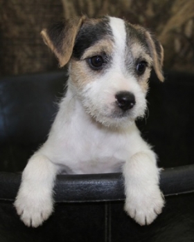 Jack Russell Puppy Pictures 1088 Sassy female 1   Broken Coat