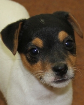 Jack Russell Puppy Pictures 1091 Tammy female 4    Smooth Coat
