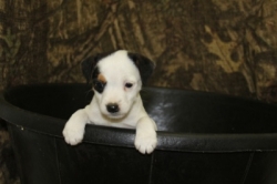 Jack Russell Puppy Pictures 1092 Jasmine female