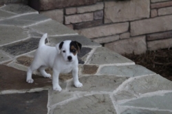 Jack Russell Puppy Pictures 1093 Jasmin male  #2