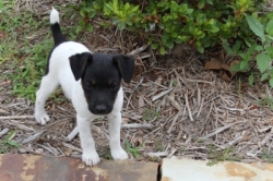Jack Russell Puppy Pictures 1094 Breanna male