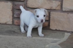 Jack Russell Puppy Pictures 1095 Bonnie male  #1