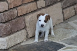 Jack Russell Puppy Pictures 1096 Bonnie male    4