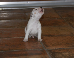 Jack Russell Puppy Pictures 810
