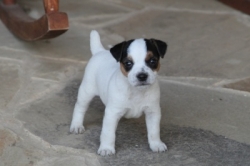 Jack Russell Puppy Pictures 1097 Bonnie male  #6
