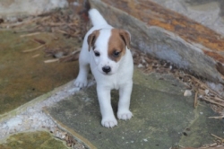 Jack Russell Puppy Pictures 1098 Bonnie male  #5