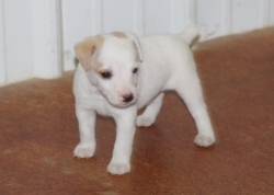 Jack Russell Puppy Pictures 1099 Bonnie male  #3
