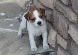 Jack Russell Puppy Pictures 1100 Bonnie male  #2