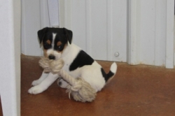 Jack Russell Puppy Pictures 1101 Jasmine male  #4