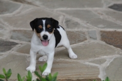 Jack Russell Puppy Pictures 1102 Jasmine male  #4