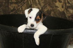 Jack Russell Puppy Pictures 1103 Jasmine male 3.JPG   broken coat