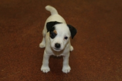 Jack Russell Puppy Pictures 1104 Jasmine female #3