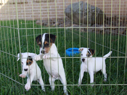 Jack Russell Puppy Pictures 809