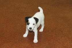 Jack Russell Puppy Pictures 1105 Jasmine female
