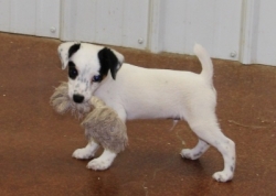 Jack Russell Puppy Pictures 1106 Jasmine male 2
