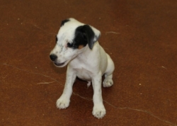 Jack Russell Puppy Pictures 1107 Jasmine male 2