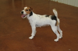 Meet Our Jack Russell Terriers 13 Dukes Legacy Jasmine.JPG