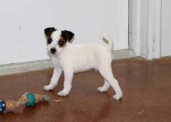 Jack Russell Puppy Pictures 1110 Bonnie male 6