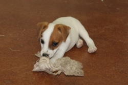Jack Russell Puppy Pictures 1111 Bonnie male 5