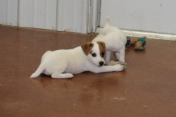 Jack Russell Puppy Pictures 1112 Bonnie male 5