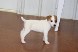 Jack Russell Puppy Pictures 1117 Bonnie male 5