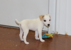 Jack Russell Puppy Pictures 1118 Bonnie male 3