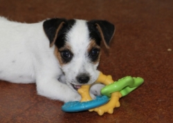 Jack Russell Puppy Pictures 1119 Bonnie male6