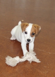 Jack Russell Puppy Pictures 1120 Bonnie male 5  broken coat