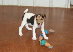 Jack Russell Puppy Pictures 1121 Tanya female.JPG