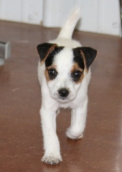 Jack Russell Puppy Pictures 1122 Bonnie male 6