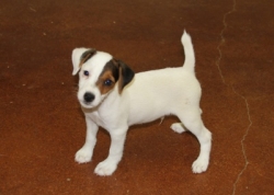 Jack Russell Puppy Pictures 1124 Jasmine male 3   broken coat