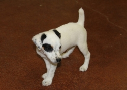 Jack Russell Puppy Pictures 1125 Jasmine male 2