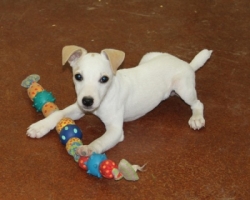 Jack Russell Puppy Pictures 1126 Bonnie male    DOB  4/23/2014    Smooth Coat