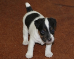 Jack Russell Puppy Pictures 1127 Patches male 2    DOB 8/15/2014    Broken Coat