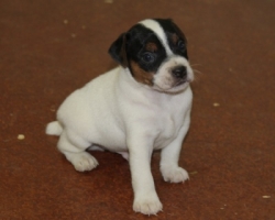 Jack Russell Puppy Pictures 1128 Patches male 1   DOB 8/15/2014    Smooth Coat