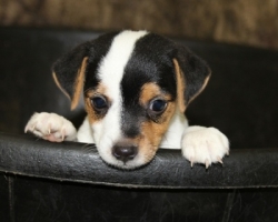 Jack Russell Puppy Pictures 1129 Mattie male 5    DOB 8/1/2014    Smooth Coat