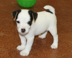 Jack Russell Puppy Pictures 1130 Mattie male 4    DOB 8/1/2014    Broken Coat