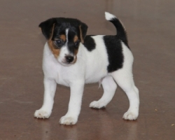 Jack Russell Puppy Pictures 1131 Mattie male 2   DOB 8/1/2014    Smooth Coat