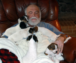 Jack Russell Puppy Pictures 818