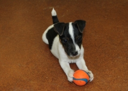 Jack Russell Puppy Pictures 1134 Patches male   DOB 8/15/2014  broken coat